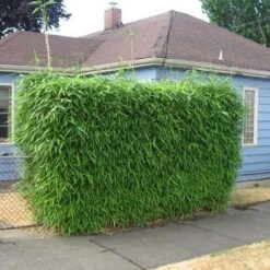 Sunset Glow Bamboo -Plant Sale Shop Sunset Glow Bamboo 2 450w