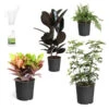 Sunset Hues House Plant Kit