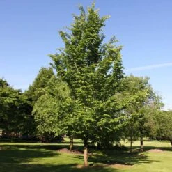 Emerald Sunshine® Elm Tree 9 Emerald Sunshine® Elm Tree -Plant Sale Shop Sunshine Elm 2