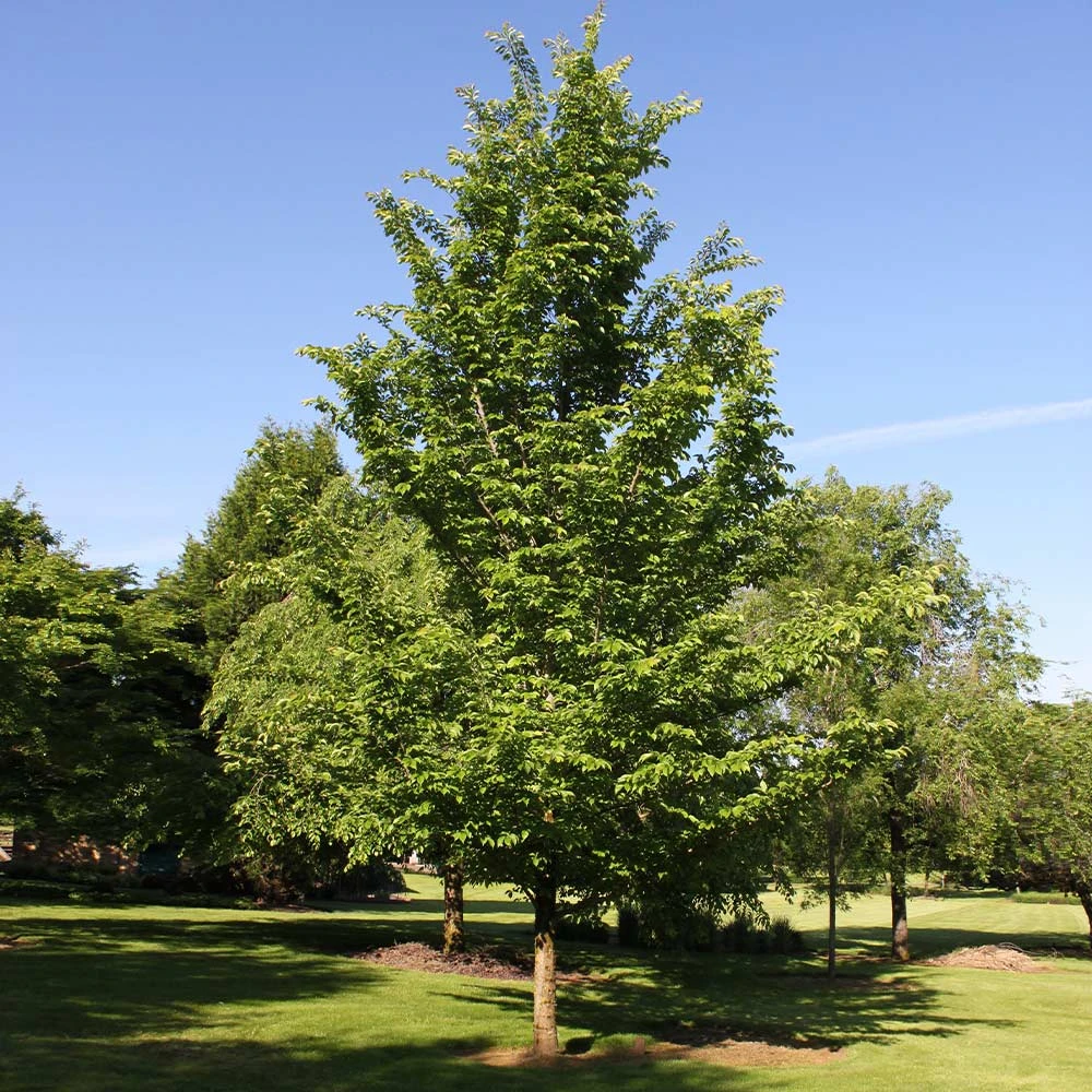 Emerald Sunshine® Elm Tree 5 Emerald Sunshine® Elm Tree - Image 3