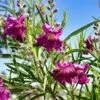 Sweet Bubba Seedless Desert Willow -Plant Sale Shop Sweet Bubba Jone Desert Willow 600x600 b2ee98ad 23d7 42c3 8aa7 c185cae48d1f