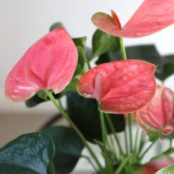 Pink Anthurium 10 Pink Anthurium -Plant Sale Shop Sweet Dream Pink Anthurium 1