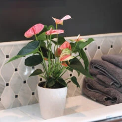 Pink Anthurium 11 Pink Anthurium -Plant Sale Shop Sweet Dream Pink Anthurium 2