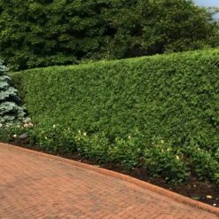 'Techny' Cold Hardy Thuja Tree 7 'Techny' Cold Hardy Thuja Tree -Plant Sale Shop Techny Thuja 2