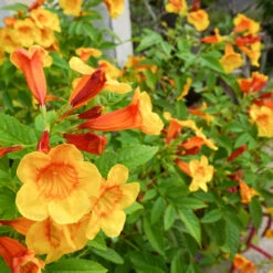 Orange Jubilee Tecoma 7 Orange Jubilee Tecoma -Plant Sale Shop Tecoma Orange jubilee 1