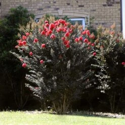 Thunderstruck™ Coral Boom™ Crape Myrtle Tree 9 Thunderstruck™ Coral Boom™ Crape Myrtle Tree -Plant Sale Shop Thunderstruck Coral Bloom 2
