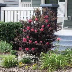 Thunderstruck™ Coral Boom™ Crape Myrtle Tree 8 Thunderstruck™ Coral Boom™ Crape Myrtle Tree -Plant Sale Shop Thunderstruck Coral Bloom 6