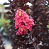 Thunderstruck™ Coral Boom™ Crape Myrtle Tree 1 Thunderstruck™ Coral Boom™ Crape Myrtle Tree -Plant Sale Shop Thunderstruck Coral Bloom FGT 600x600 78393993 bc09 480e a4f5 ada4b665bac2