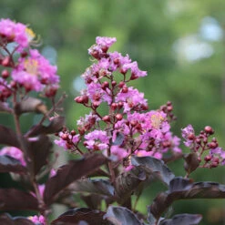 Thunderstruckâ„¢ Lavender Blastâ„¢ Crape Myrtle Tree