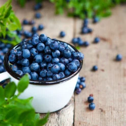 Tifblue Blueberry - USDA Organic 10 Tifblue Blueberry - USDA Organic -Plant Sale Shop TifBlue Blueberry 4 f2beb1e2 091c 46f4 93c6 41d9dfe3f5d4