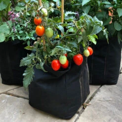 Patio Tomato Garden -Plant Sale Shop Tomato Garden kit 1