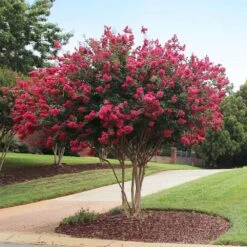Tonto Crape Myrtle Tree 10 Tonto Crape Myrtle Tree -Plant Sale Shop Tonto Crape Myrtle 2