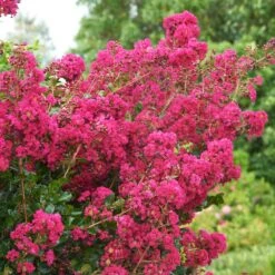 Tonto Crape Myrtle Tree 11 Tonto Crape Myrtle Tree -Plant Sale Shop Tonto Crape Myrtle 5 FGT