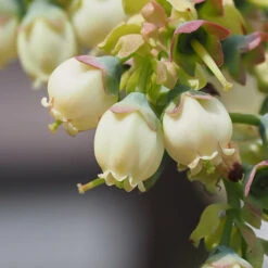Top Hat Blueberry Bush 10 Top Hat Blueberry Bush -Plant Sale Shop TopHat BLueberry 3