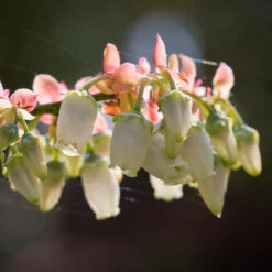 Toro Blueberry Bush - USDA Organic 14 Toro Blueberry Bush - USDA Organic -Plant Sale Shop Toro Blueberry 3 1cbc3ceb 6262 43bb 917a 490851827d67