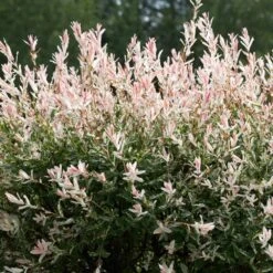 Tri-Color Willow Tree -Plant Sale Shop Tri color Willow 1 FGT 7d486ca6 2975 4fd2 8639 4e87e9aac05c