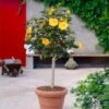 Yellow Tropical Hibiscus Tree 2 Yellow Tropical Hibiscus Tree -Plant Sale Shop Tropical Hibiscus Yellow FGT 600x600 fc3eae3c 4fde 45b0 8545 fdf2d03ffcb8
