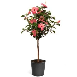 Pink Tropical Hibiscus Tree 11 Pink Tropical Hibiscus Tree -Plant Sale Shop Tropical Pink Hibiscus 2