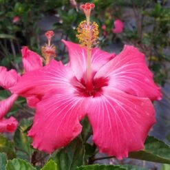 Pink Tropical Hibiscus Tree 9 Pink Tropical Hibiscus Tree -Plant Sale Shop Tropical Pink Hibiscus 3 FGT