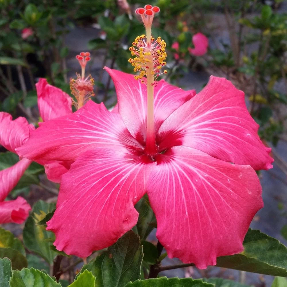 Pink Tropical Hibiscus Tree 5 Pink Tropical Hibiscus Tree - Image 3