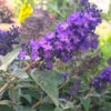 True Blue Butterfly Bush (Tree Form) 2 True Blue Butterfly Bush (Tree Form) -Plant Sale Shop True Blue Butterfly FGT 600x600 c8fd70f2 c927 472f 8921 225e9450e39d
