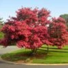 Tuscarora Crape Myrtle -Plant Sale Shop Tuscarora Crape myrtle FGT 600x600 e2e12a08 5661 4eeb 80b4 7071bb7bcd0f