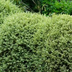 Variegated Boxwood Shrub 8 Variegated Boxwood Shrub -Plant Sale Shop Variegated Boxwood 1