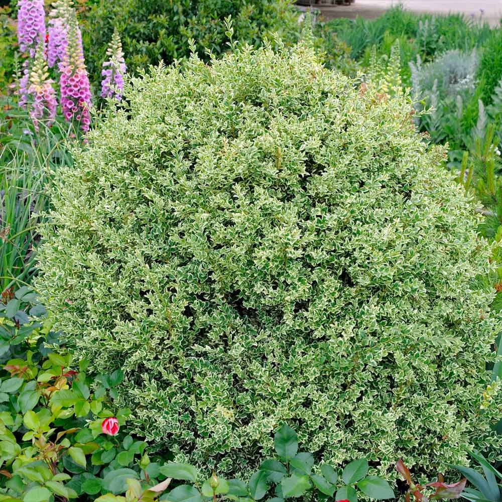 Variegated Boxwood Shrub 4 Variegated Boxwood Shrub - Image 2