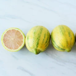 Pink Variegated Eureka Lemon Bush 8 Pink Variegated Eureka Lemon Bush -Plant Sale Shop Variegated Pink Eureka 2 BB