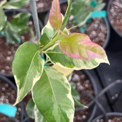 Pink Variegated Eureka Lemon Tree 13 Pink Variegated Eureka Lemon Tree -Plant Sale Shop Variegated Pink Eureka 7 056a21e5 a8ca 49f0 ab7f 8c763a03bbd9