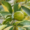 Pink Variegated Eureka Lemon Tree 1 Pink Variegated Eureka Lemon Tree -Plant Sale Shop Variegated Pink Eureka FGT 600x600 28047feb ac18 41c2 bc96 59d832f1d942