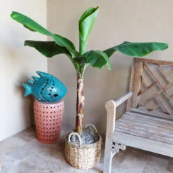Boho House Plant Kit -Plant Sale Shop Veranda Banana 3 9a882426 fee0 400e bf5e cc653dcfb427