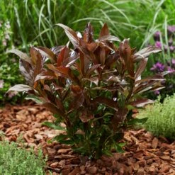 Coppertop® Sweet Viburnum Shrub -Plant Sale Shop Viburnum Coppertop 2