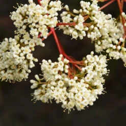 Coppertop® Sweet Viburnum Shrub -Plant Sale Shop Viburnum Coppertop 3