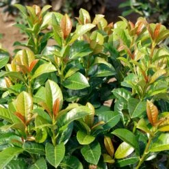 Volcano Cherry Laurel 8 Volcano Cherry Laurel -Plant Sale Shop Volcano Laurel 3 FGT