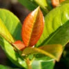 Volcano Cherry Laurel 2 Volcano Cherry Laurel -Plant Sale Shop Volcano Laurel FGT 600x600 5b1227ca 084f 4e2e 90ae 343c02974e7c