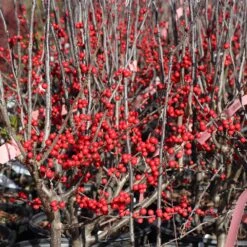 Winter Red Winterberry Holly Shrub 14 Winter Red Winterberry Holly Shrub -Plant Sale Shop WInter Red winterberry 3G