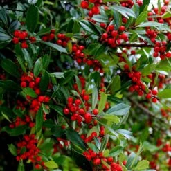Winter Red Winterberry Holly Shrub 11 Winter Red Winterberry Holly Shrub -Plant Sale Shop WInter Red winterberry 6