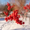 Winter Red Winterberry Holly Shrub 1 Winter Red Winterberry Holly Shrub -Plant Sale Shop WInter Red winterberry FGT 600x600 001b38bb 63bf 457e 9a8b 139728ed43c5