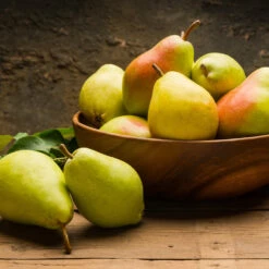 Warren Pear Tree -Plant Sale Shop Warren Pear Tree 1