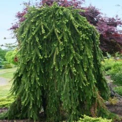 Weeping Norway Spruce Tree -Plant Sale Shop Weeping Norway SPruce 2