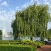 Weeping Willow -Plant Sale Shop Weeping Willow FGT 600x600 b02e8bcf 24b9 48b6 9038 817ddd25cb18