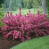 Sonic Bloom® Weigela Shrub 2 Sonic Bloom® Weigela Shrub -Plant Sale Shop Weigela Sonic Bloom Pink FGT 600x600 b76c560e 7c40 440b 8368 37b9949f794e