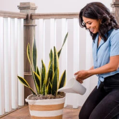 Air-Purifying House Plant Kit 16 Air-Purifying House Plant Kit -Plant Sale Shop Whie Watering Can 2 af5196b4 a77c 4b15 b895 8aae9ad1b861