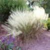 White Cloud Muhly Grass 1 White Cloud Muhly Grass -Plant Sale Shop White Cloud Muhly Grass FGT 600x600 d8a1f48b 237f 4352 8030 fb79a8192b80
