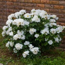 White Knock Out® Rose -Plant Sale Shop White Knockout Rose 4