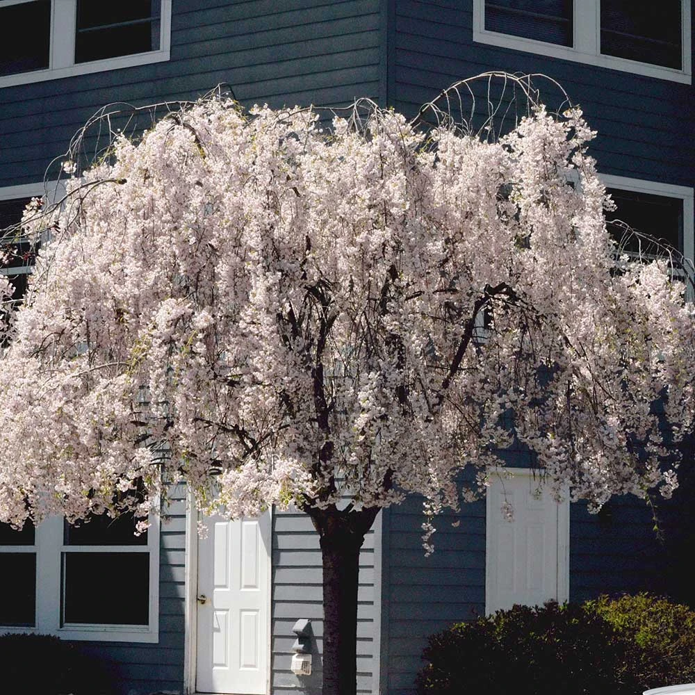 White Weeping Cherry Tree 6 White Weeping Cherry Tree - Image 4