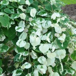 Whitewater Redbud Tree 8 Whitewater Redbud Tree -Plant Sale Shop Whitewater Redbud 2