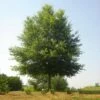 Willow Oak Tree 1 Willow Oak Tree -Plant Sale Shop Willow Oak FGT 600x600 7d354e98 87f3 4b40 9a52 d954f7a224a0