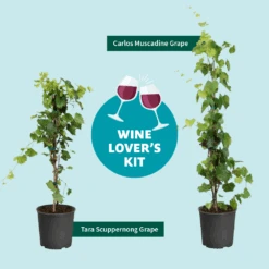 Tara Scuppernong Grape -Plant Sale Shop Wine Lovers Kit Graphic 301366c6 ebcf 4d94 ad77 06f0e938ca39